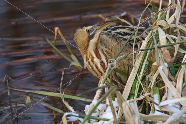 Bittern (Botaurus stellaris)