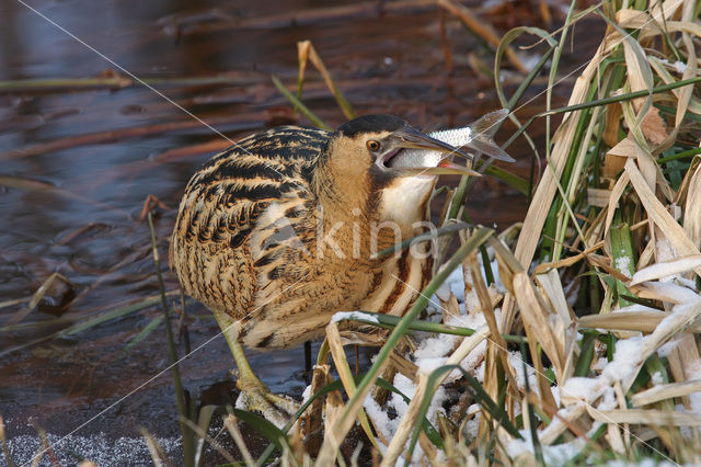 Bittern (Botaurus stellaris)