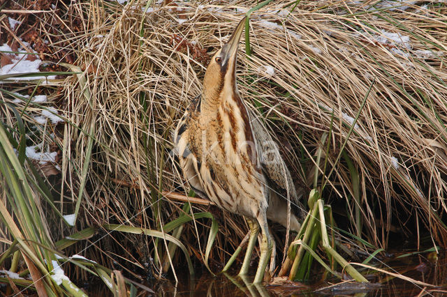 Bittern (Botaurus stellaris)