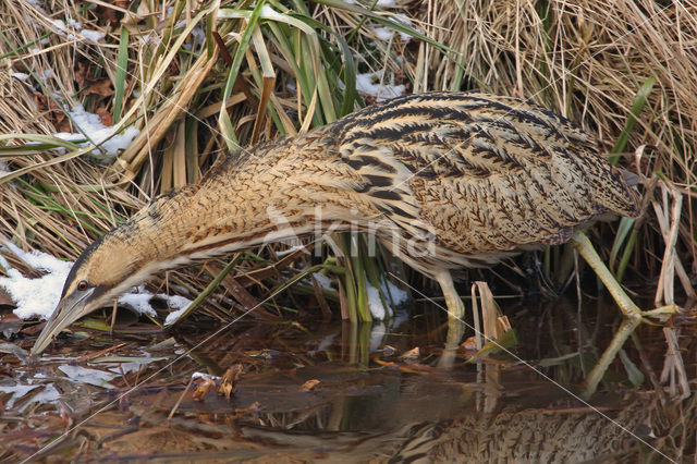 Bittern (Botaurus stellaris)
