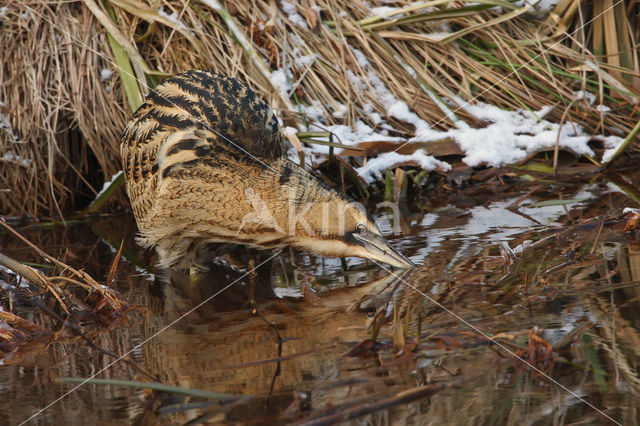 Bittern (Botaurus stellaris)