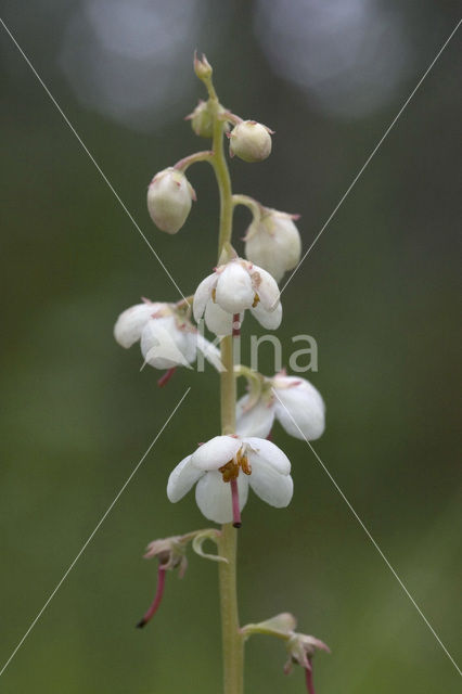 Round-leaved Wintergreen (Pyrola rotundifolia)