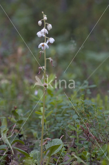 Rond wintergroen