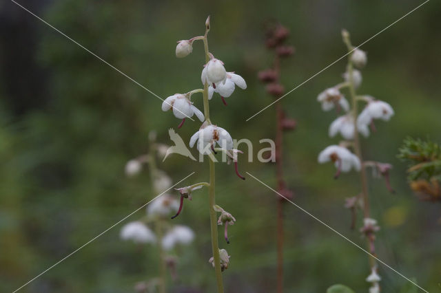 Round-leaved Wintergreen (Pyrola rotundifolia)