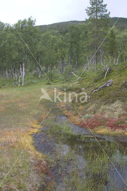 Ronde zonnedauw (Drosera rotundifolia)