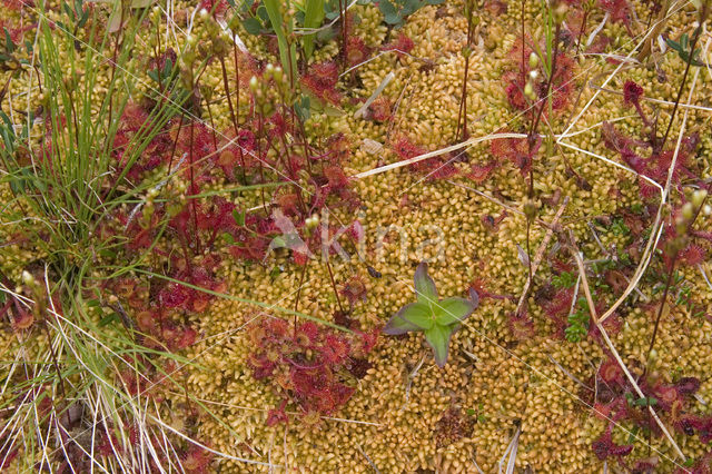 Round-leaved Sundew (Drosera rotundifolia)