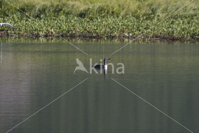 Roodkeelduiker (Gavia stellata)
