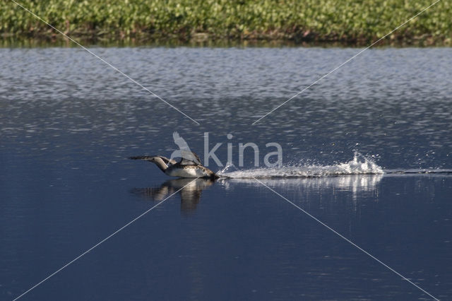 Red-throated Loon