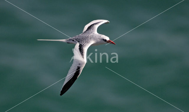 Roodsnavelkeerkringvogel (Phaethon aethereus)