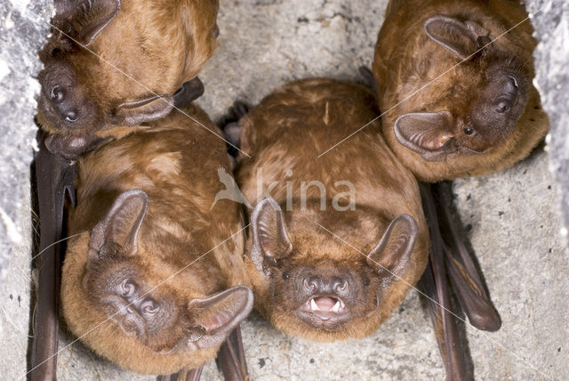 Noctule Bat (Nyctalus noctula)
