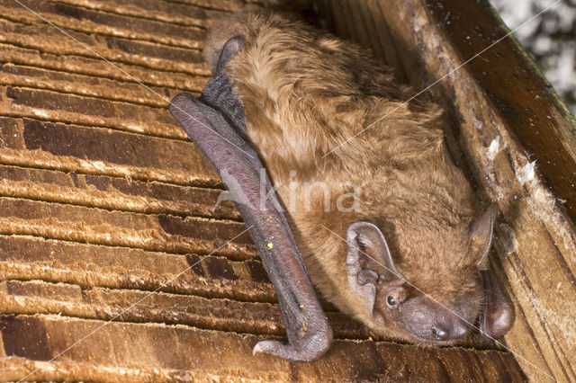 Rosse vleermuis (Nyctalus noctula)