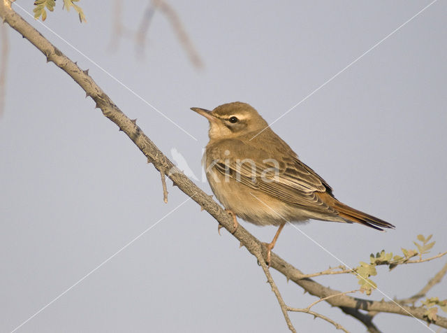 rufous bush robin (Cercotrichas galactotes)