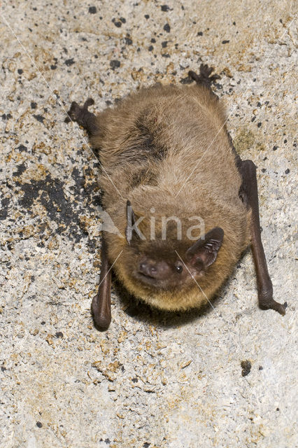 Nathusius’ Pipistelle (Pipistrellus nathusii)