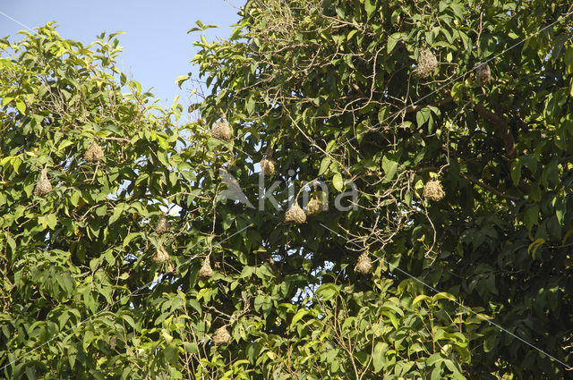 Ruppells Wever (Ploceus galbula)