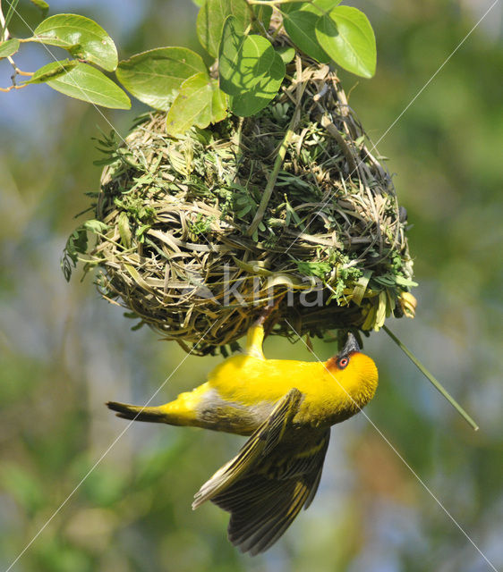 Ruppells Wever (Ploceus galbula)