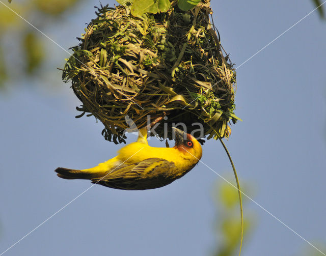 Ruppells Wever (Ploceus galbula)