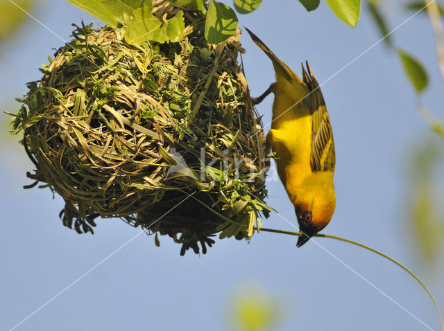 Ruppells Wever (Ploceus galbula)