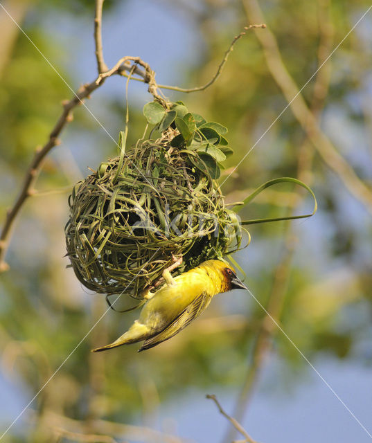 Ruppells Wever (Ploceus galbula)