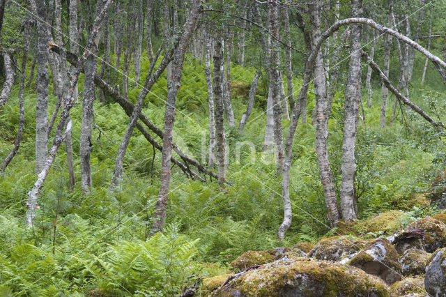 Ruwe berk (Betula pendula)