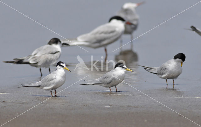 Saunders’s Tern (Sterna saundersi)