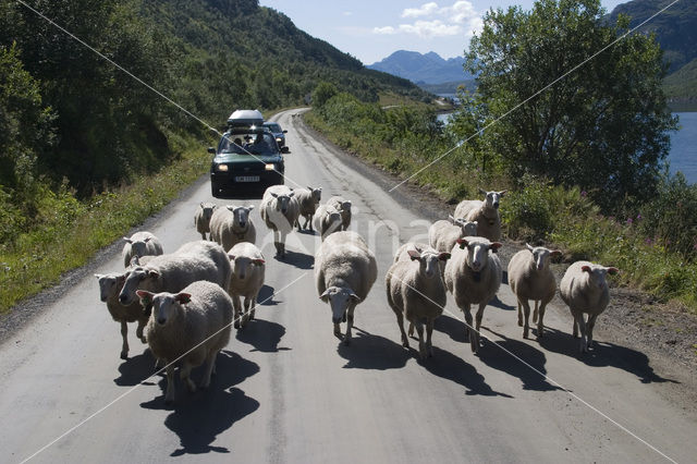 Sheep (Ovis domesticus)