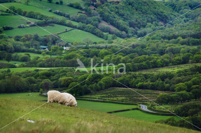 Sheep (Ovis domesticus)