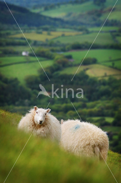 Sheep (Ovis domesticus)