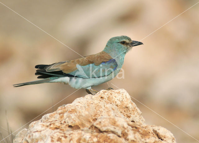 Scharrelaar (Coracias garrulus)