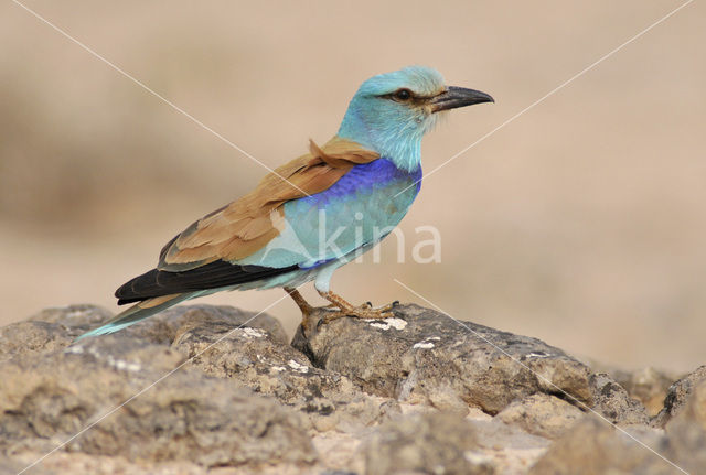 European Roller (Coracias garrulus)