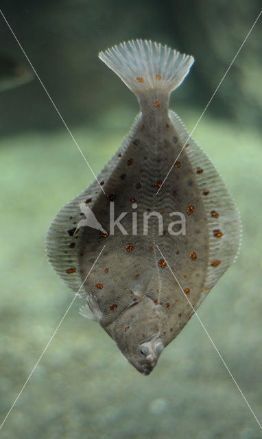 Plaice (Pleuronectes platessa)