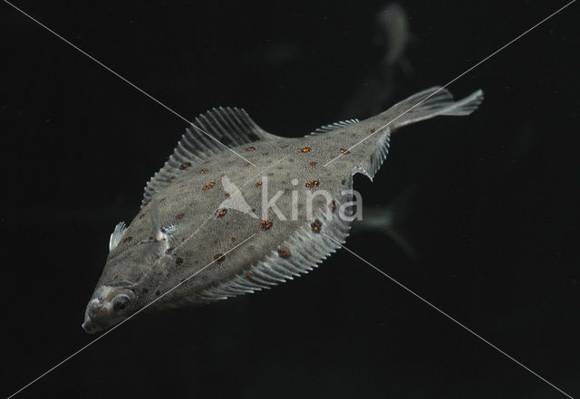 Plaice (Pleuronectes platessa)