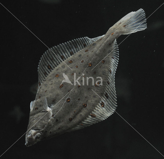 Plaice (Pleuronectes platessa)