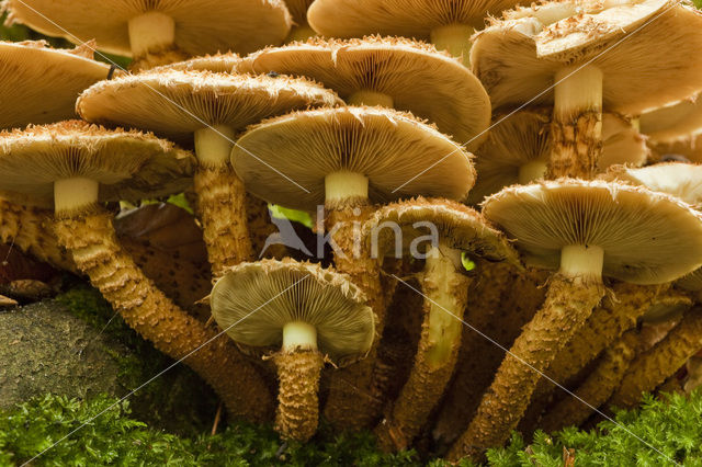 Schubbige bundelzwam (Pholiota squarrosa)