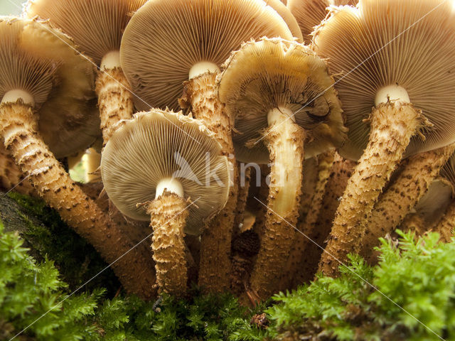 Shaggy Scalycap (Pholiota squarrosa)