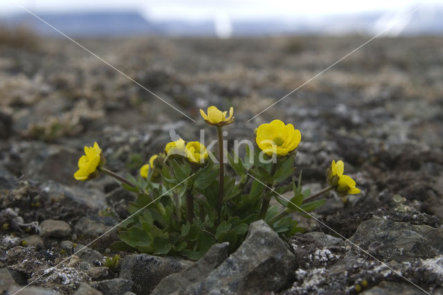 snow buttercup (Ranunculus nivalis)