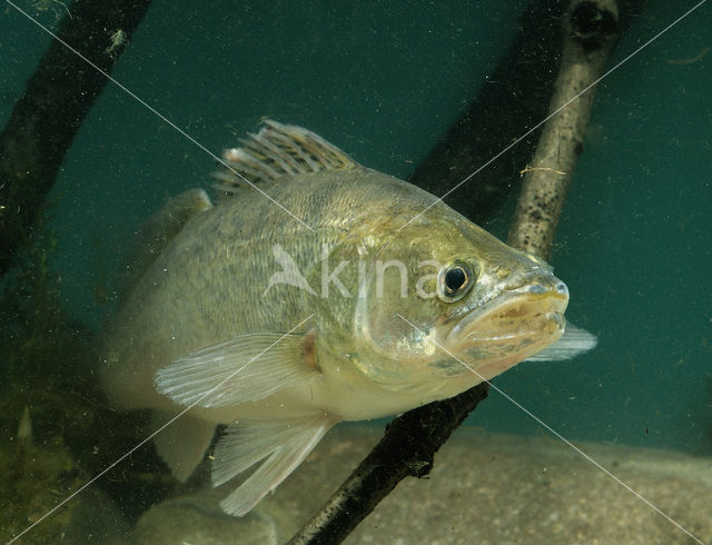 Zander (Sander lucioperca