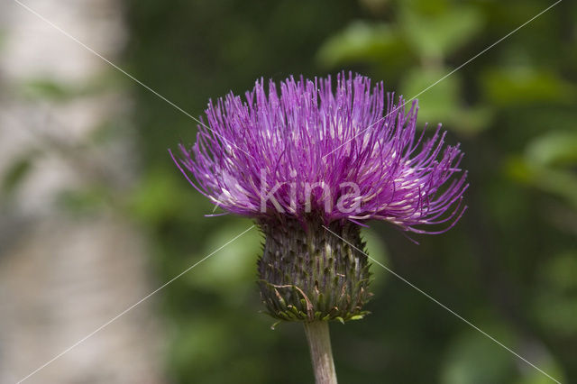 Spaanse ruiter (Cirsium dissectum)