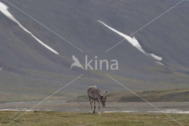 Spitsbergen Rendier (Rangifer tarandus platyrhynchus)