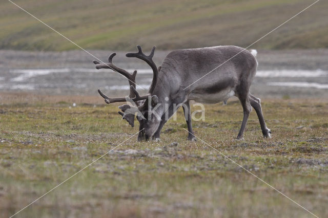 Spitsbergen Rendier (Rangifer tarandus platyrhynchus)