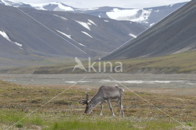 Spitsbergen Rendier (Rangifer tarandus platyrhynchus)