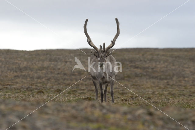 Spitsbergen Rendier (Rangifer tarandus platyrhynchus)