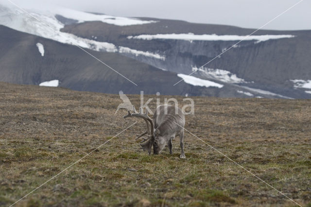 Spitsbergen Rendier (Rangifer tarandus platyrhynchus)