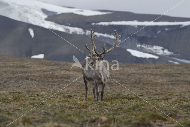 Spitsbergen Rendier (Rangifer tarandus platyrhynchus)