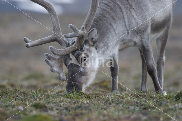 Spitsbergen Rendier (Rangifer tarandus platyrhynchus)