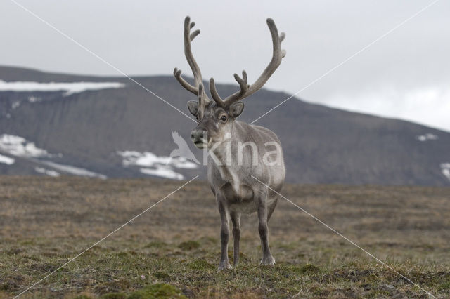 Spitsbergen Rendier (Rangifer tarandus platyrhynchus)