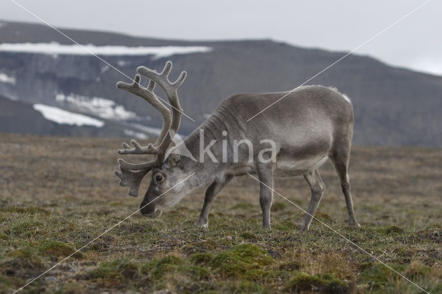 Spitsbergen Rendier (Rangifer tarandus platyrhynchus)