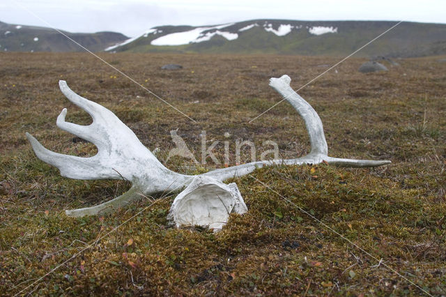 Svalbard Reindeer (Rangifer tarandus platyrhynchus)