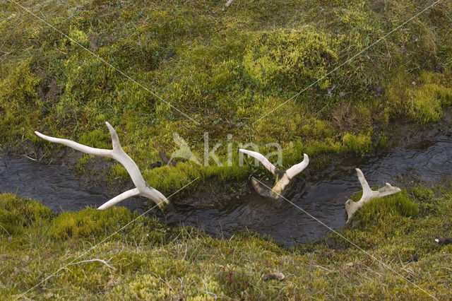 Spitsbergen Rendier (Rangifer tarandus platyrhynchus)