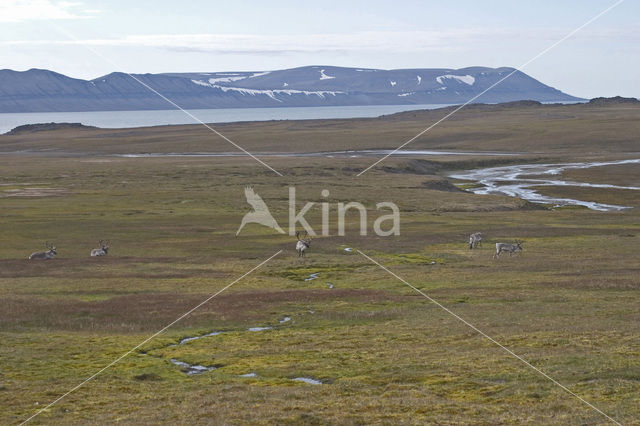 Spitsbergen Rendier (Rangifer tarandus platyrhynchus)