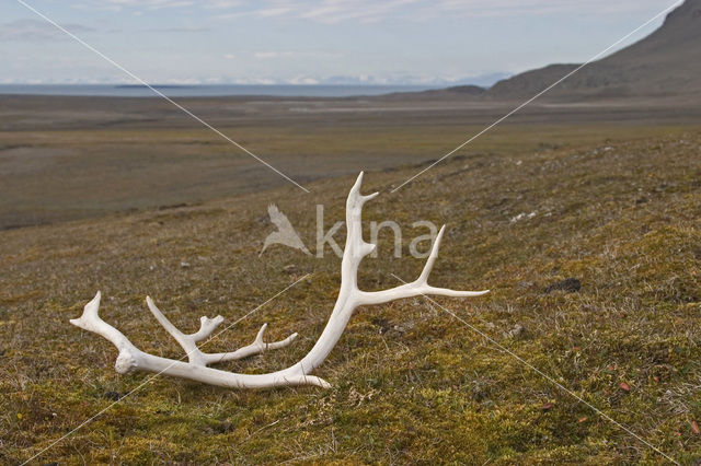 Spitsbergen Rendier (Rangifer tarandus platyrhynchus)